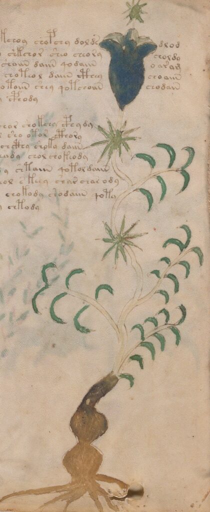 Image from the Voynich Manuscript of a blue flower with spiky and crescent-shaped green leaves. Unreadable light brown text on background.