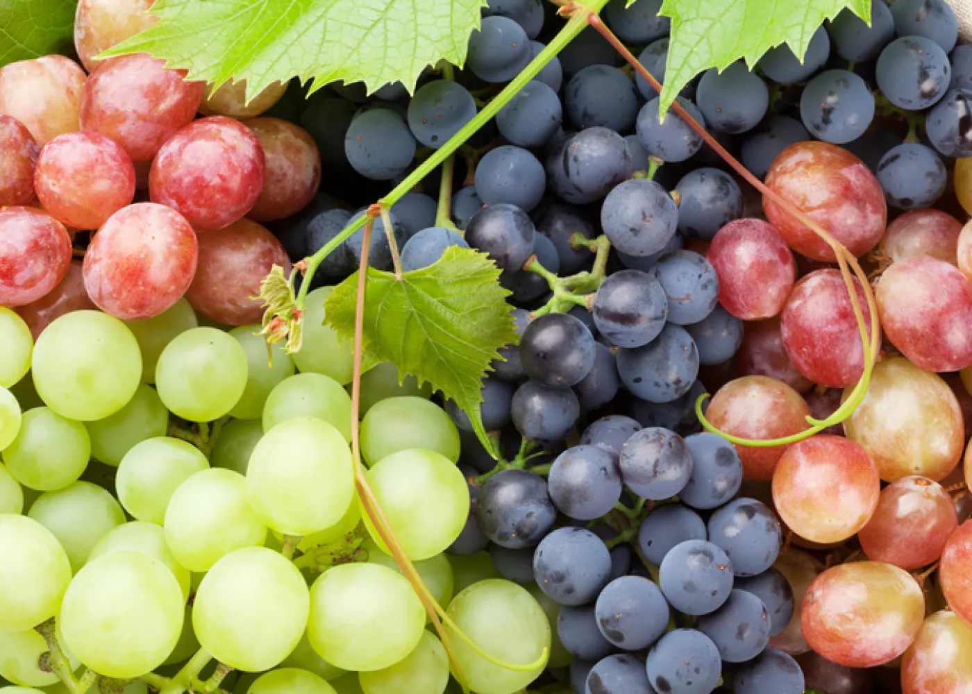 A Wine Seller’s Guide to Fraud