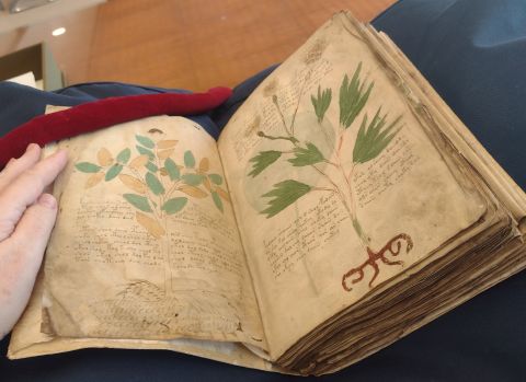 Voynich Manuscript opened to 2 pages illustrating unknown plants.